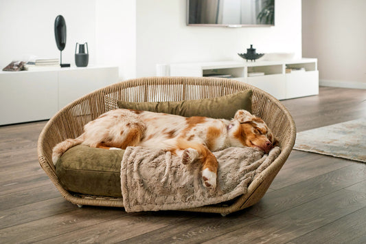 Hund_liegt_auf_Hundedecke_Cozy_Edle_Webpelz_Decke_Beige