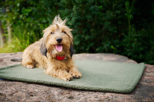 Hund_liegt_auf_Hundedecke_TEDDY_Multifunktionsdecke_Green