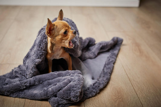 Hund_liegt_unter_Hundedecke_Cozy_Edle_Webpelz_Decke_Stone