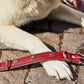 EDELWEISS_Hundehalsband