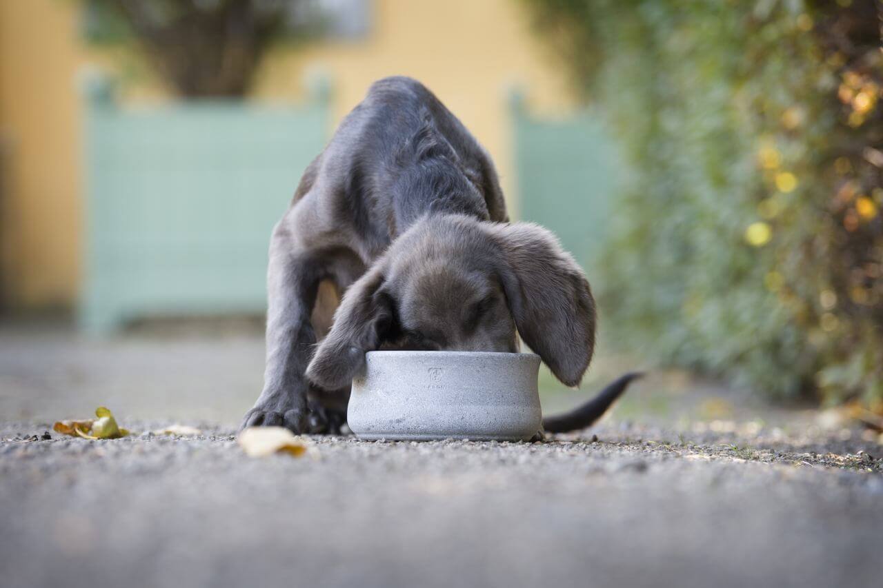 Hund frisst aus Steinnapf