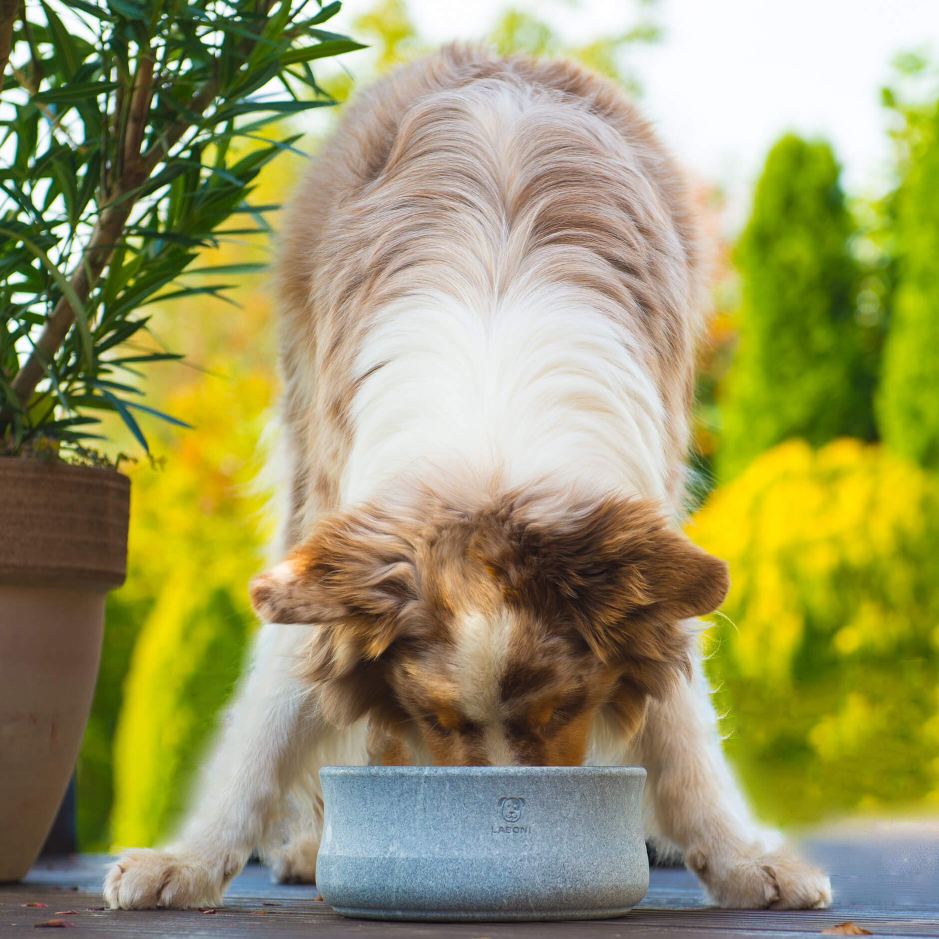 Hund trinkt aus Steinnapf